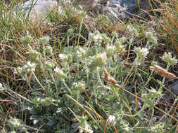 Image of Potentilla apennina Ten.