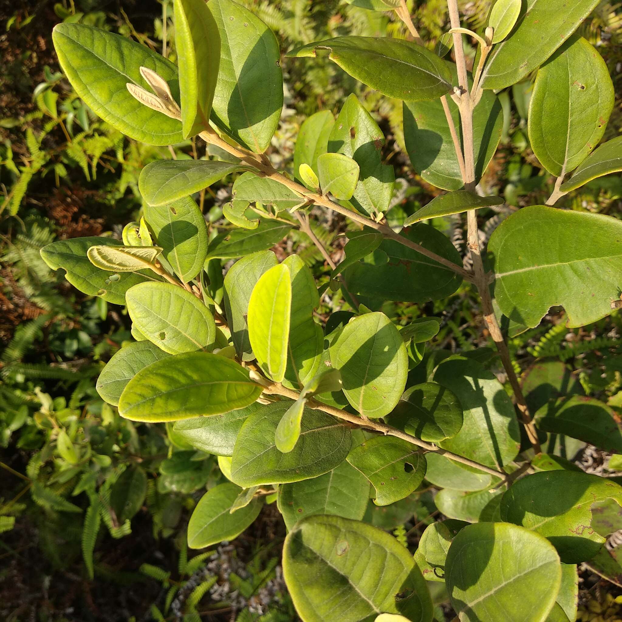 Image of rhodomyrtus