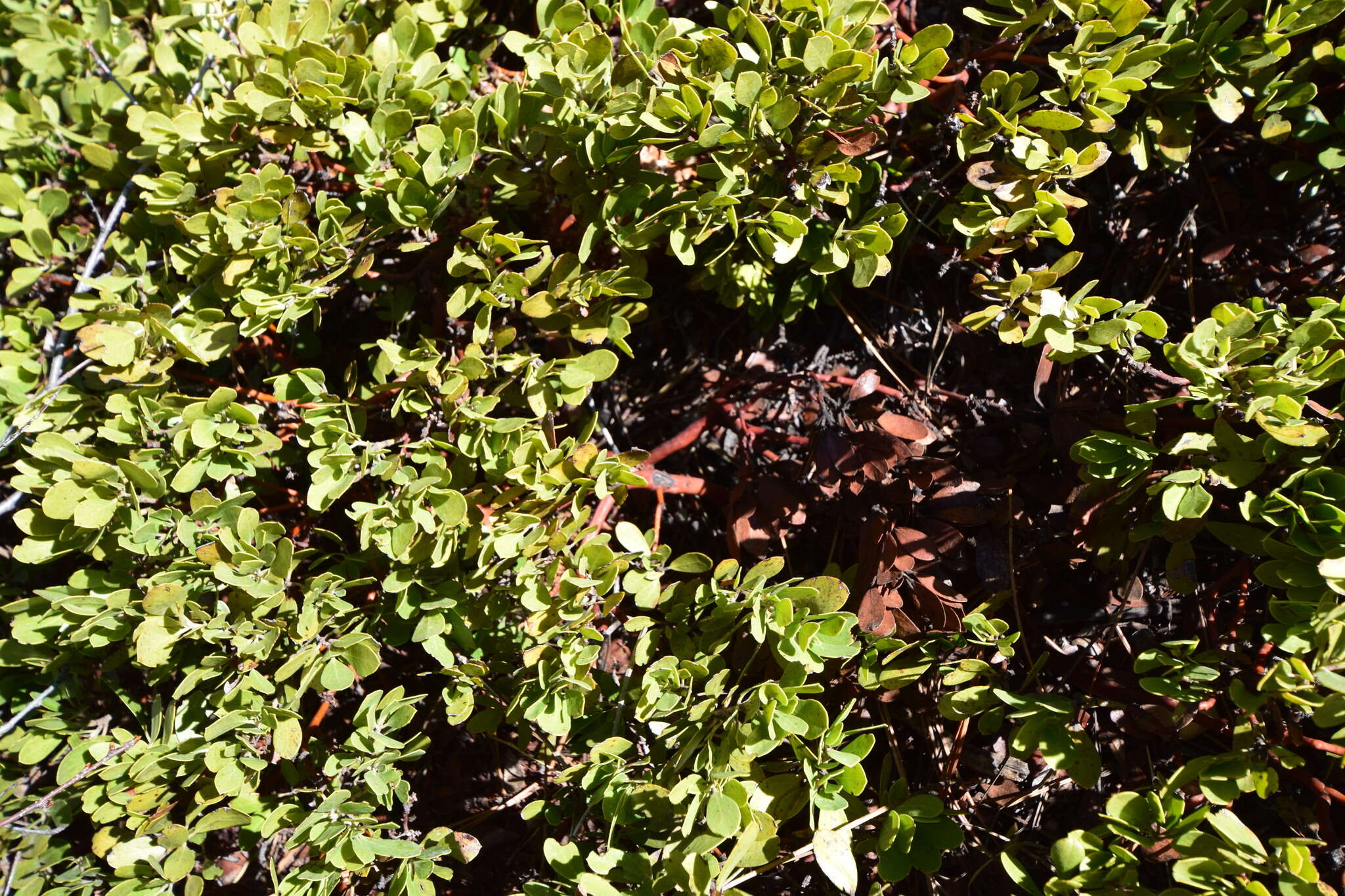 Imagem de Arctostaphylos nevadensis A. Gray