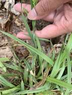 Image of Tar-Heel Sedge