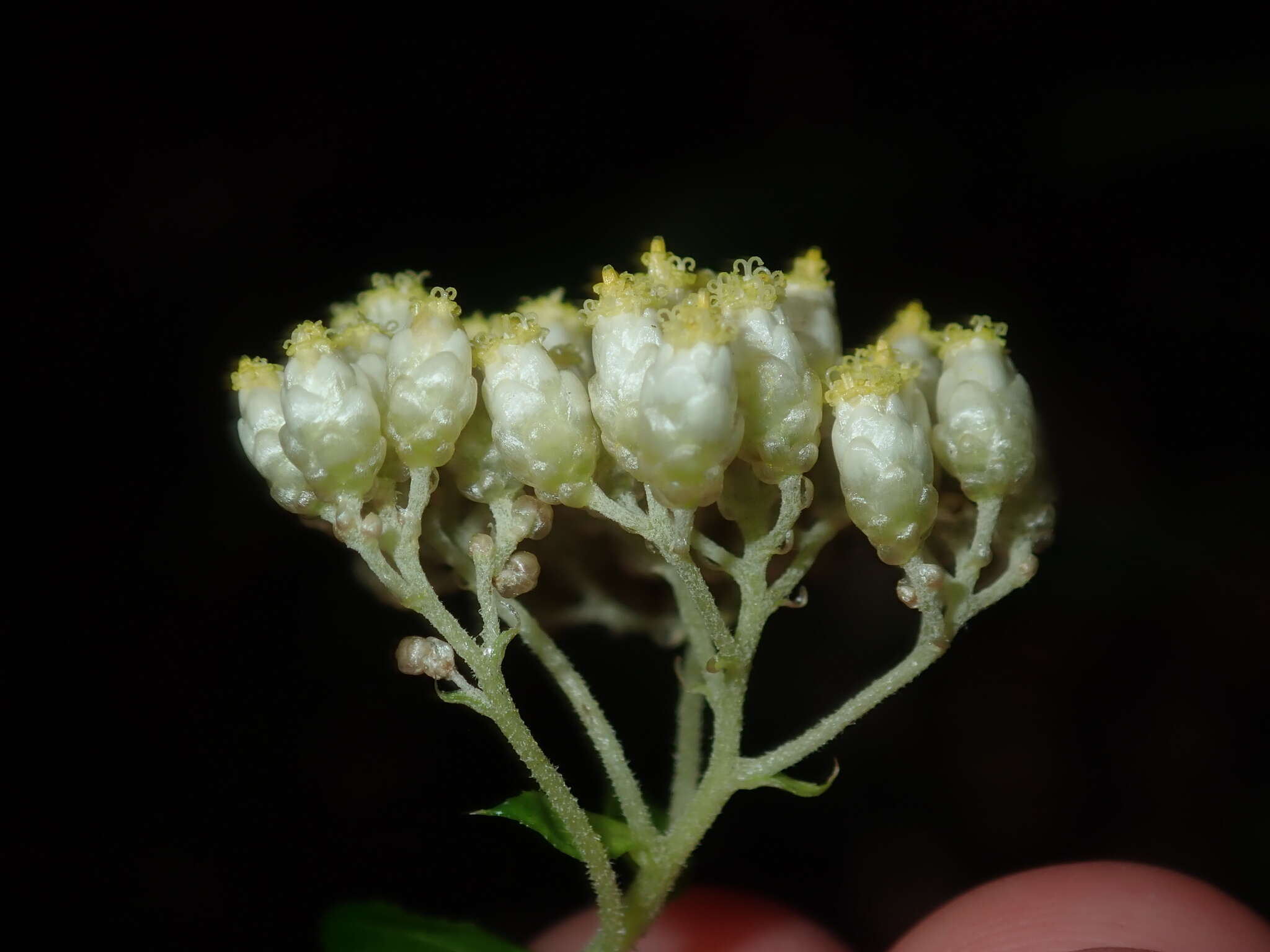 Cassinia denticulata R. Br resmi