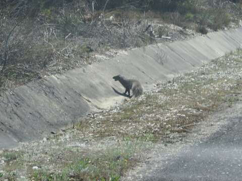 Image of Egyptian Mongoose