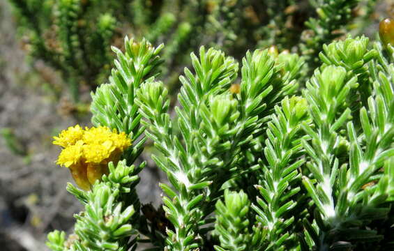 Image of Oedera genistifolia (L.) A. A. Anderberg & K. Bremer