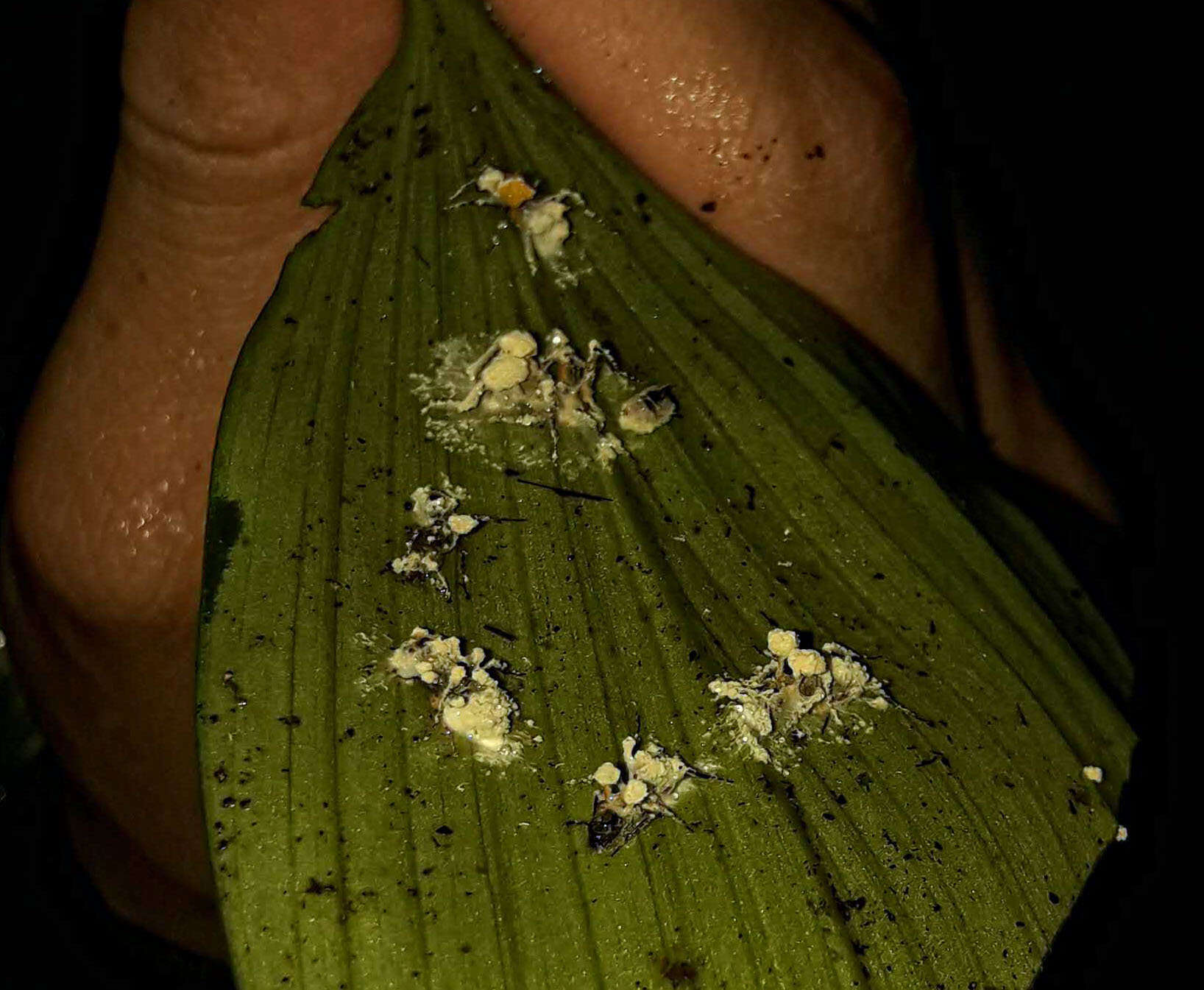 Image of Ophiocordyceps lloydii (H. S. Fawc.) G. H. Sung, J. M. Sung, Hywel-Jones & Spatafora 2007