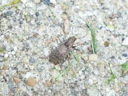 Image of Clover Root Weevil