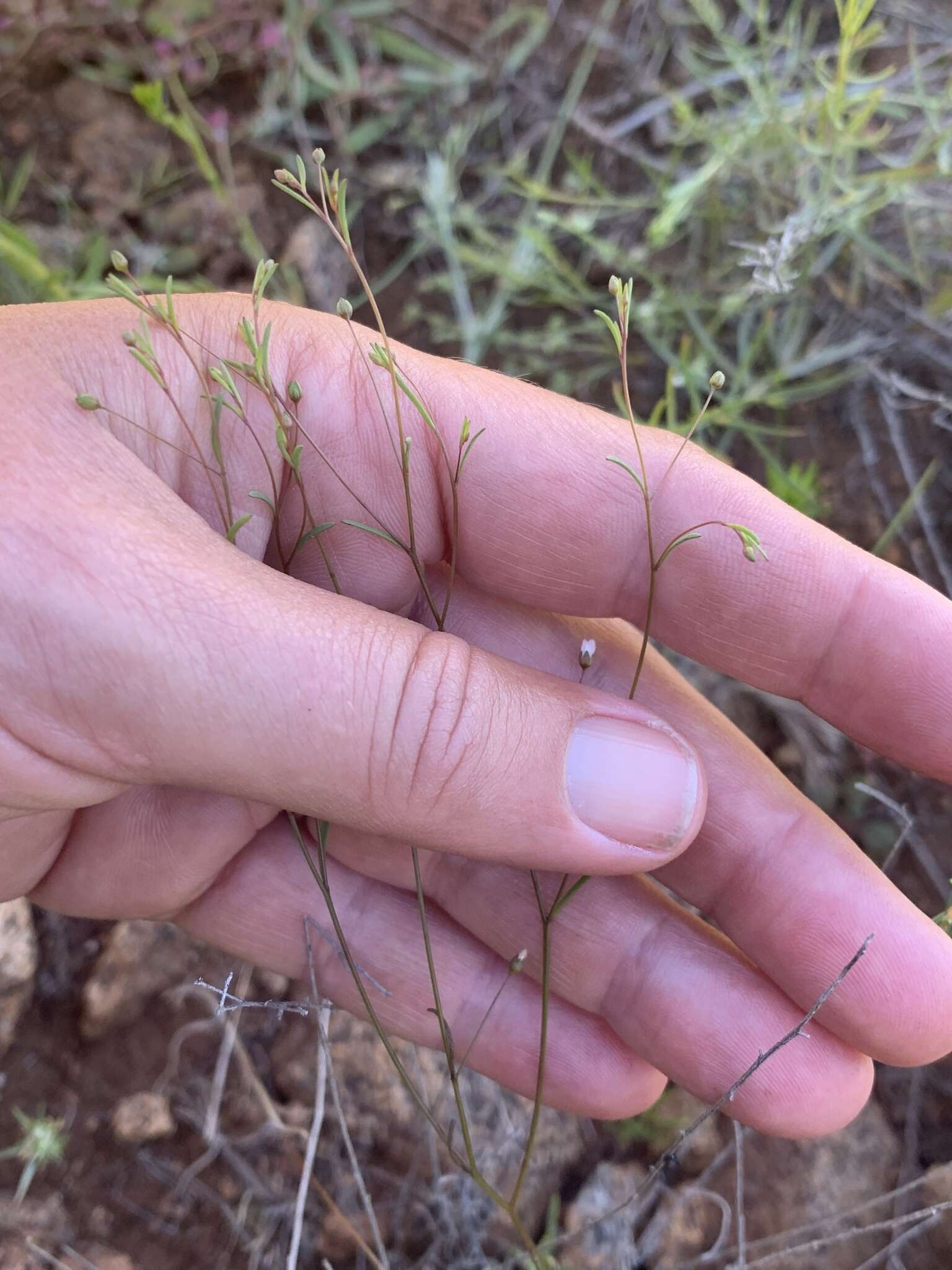 Image of smallflower dwarf-flax