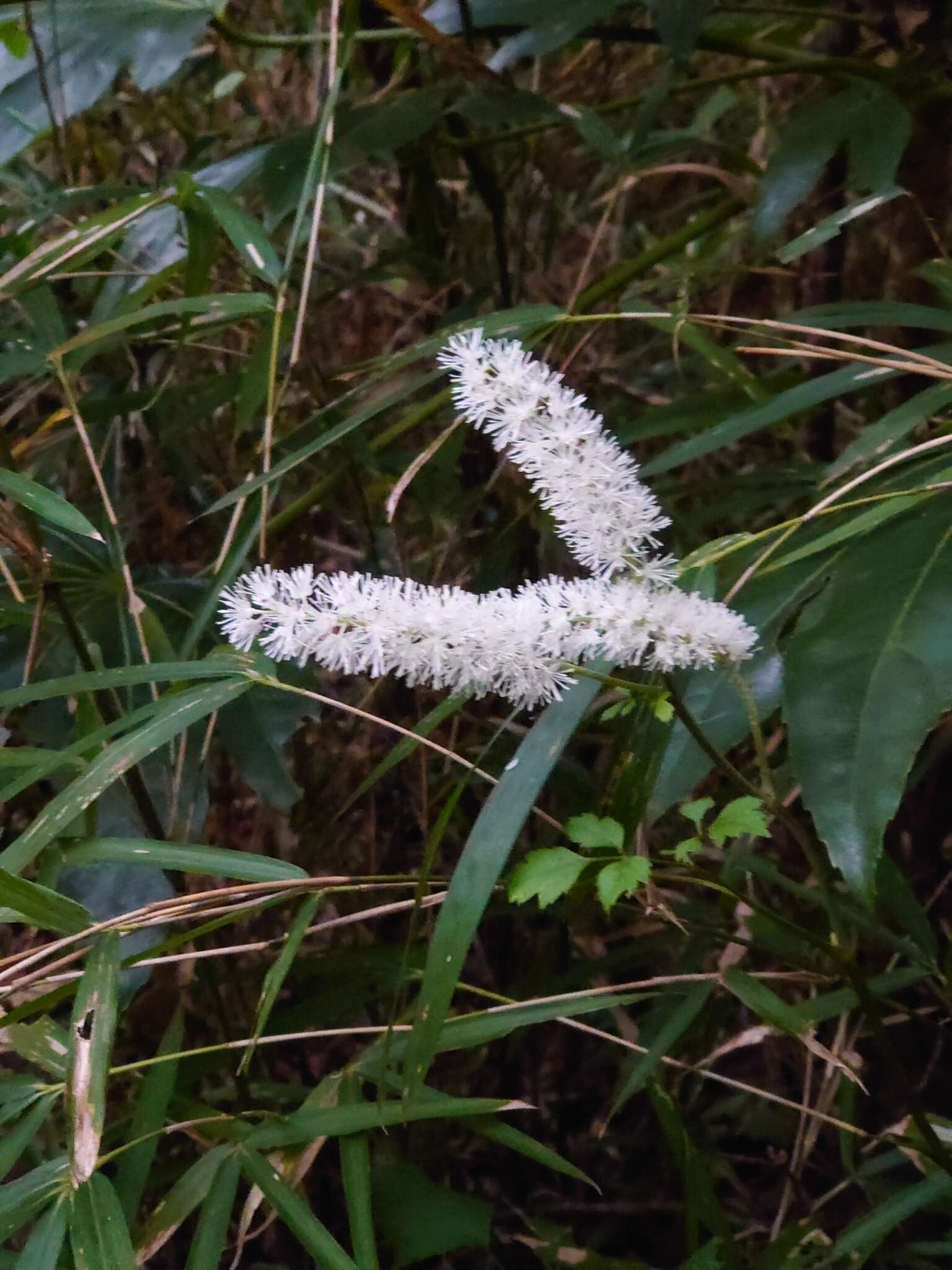 Plancia ëd Actaea simplex (DC.) Wormsk. ex Fisch. & Mey.