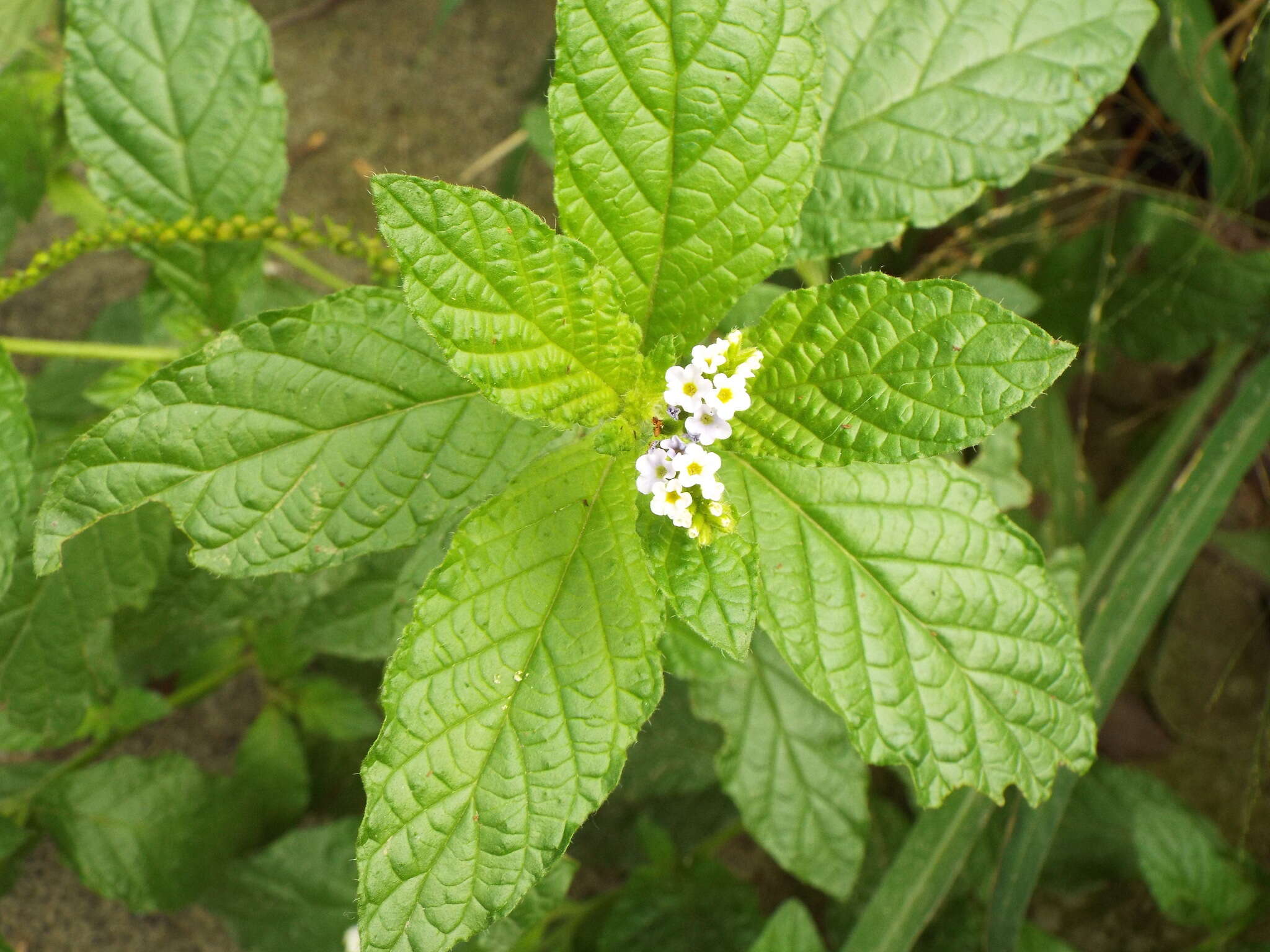 Image de Heliotropium angiospermum Murray