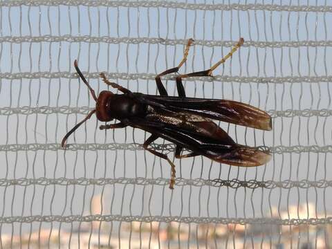 Image of Polistes lanio (Fabricius 1775)