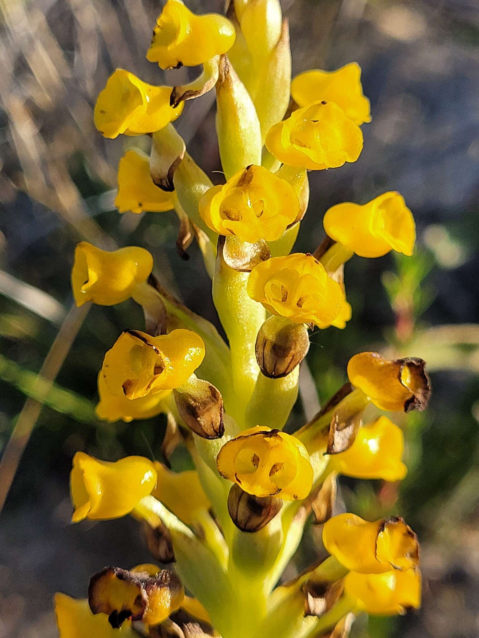 Image of Corycium crispum (Thunb.) Sw.