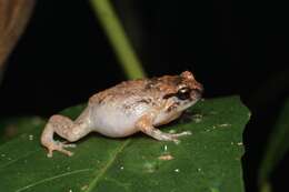 Image of Cophixalus australis Hoskin 2012