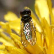 Image of Platycheirus obscurus (Say 1824)