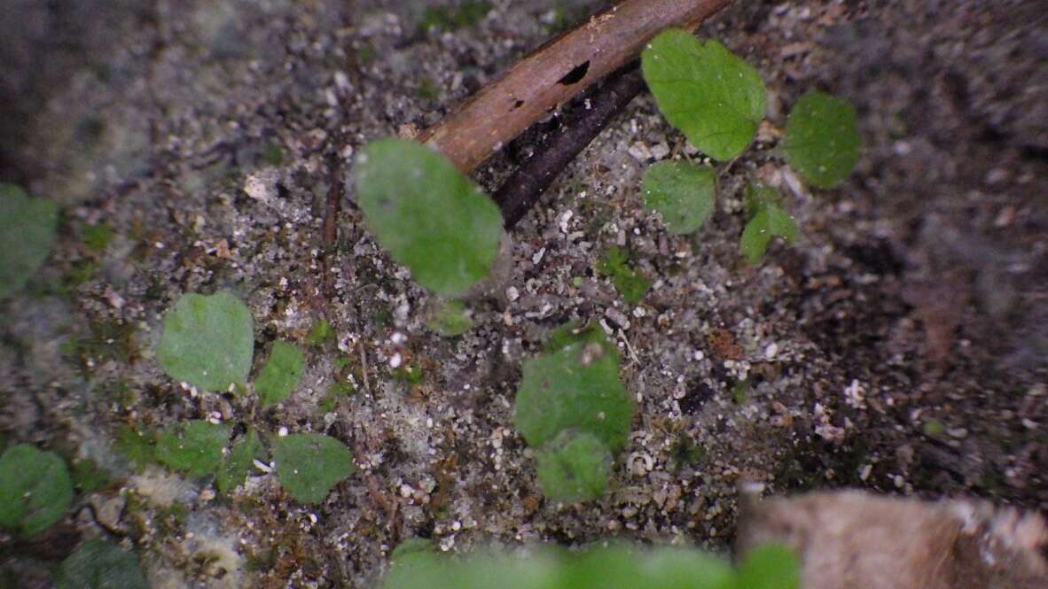 Image of limestone maiden fern