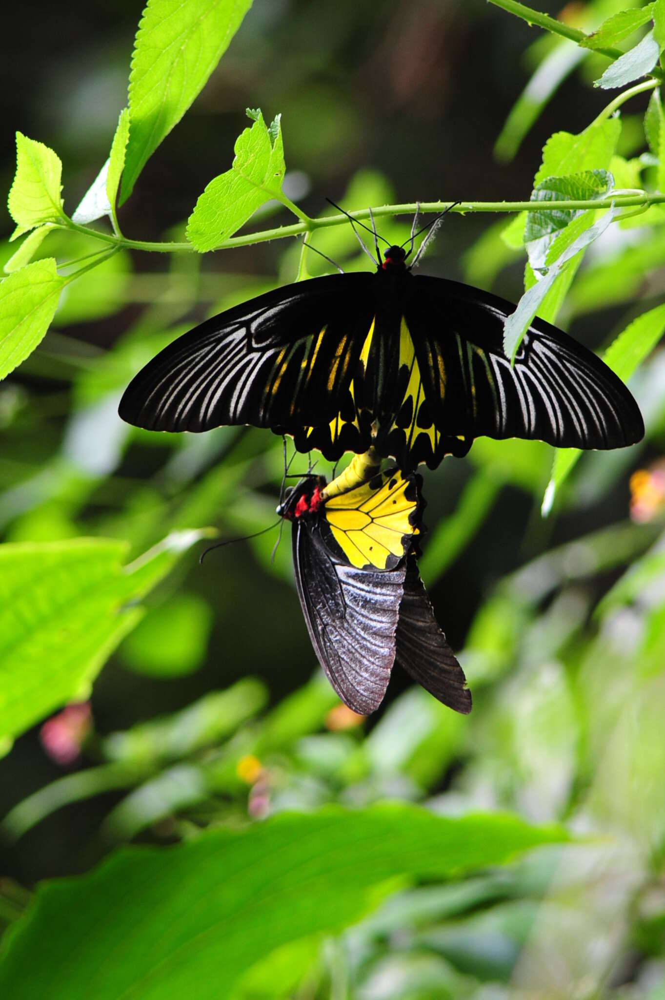 Troides helena (Linnaeus 1758) resmi