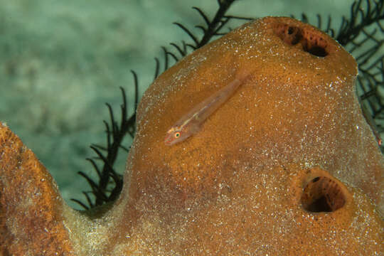 Image of Cling goby