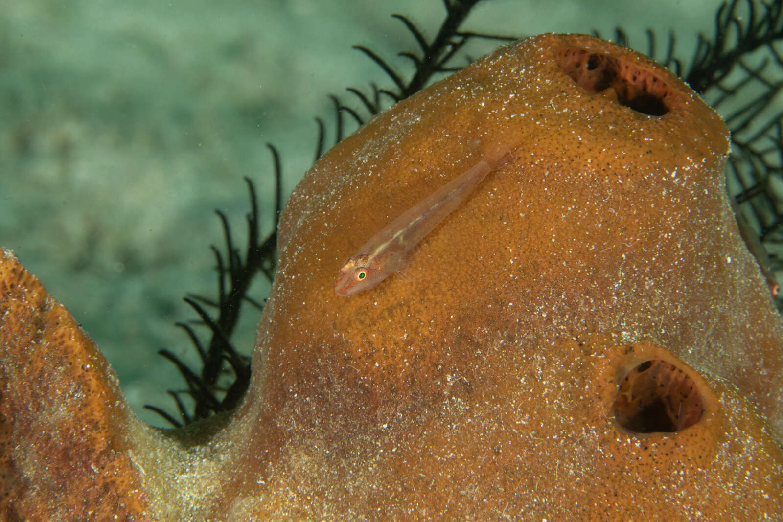 Image of Cling goby