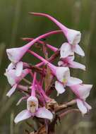 Image of Disa scullyi Bolus