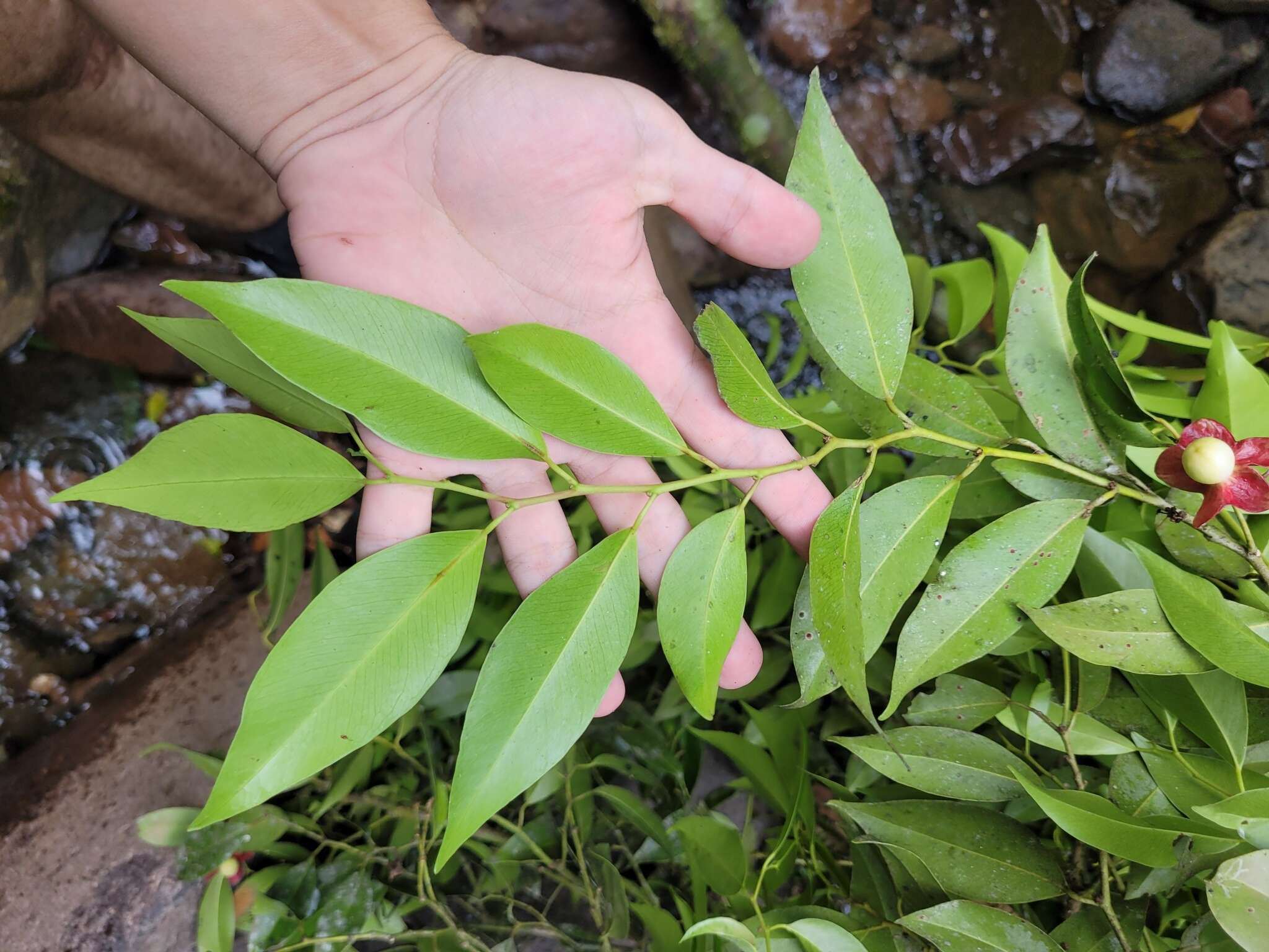 Image of Heisteria silvianii Schwacke