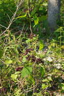 Image of oldfield milkvine