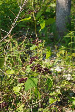 Image of oldfield milkvine