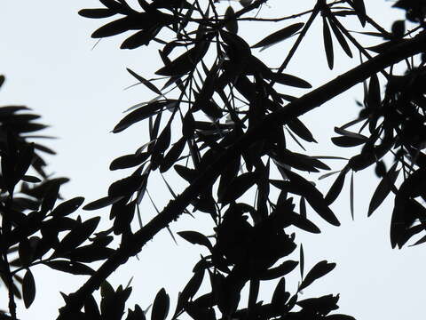 Image of Queensland Kauri Pine