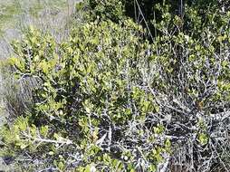 Image de Robsonodendron maritimum (Bolus) R. H. Archer