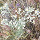 Image of Rhodanthe polyphylla (F. Müll.) P. G. Wilson