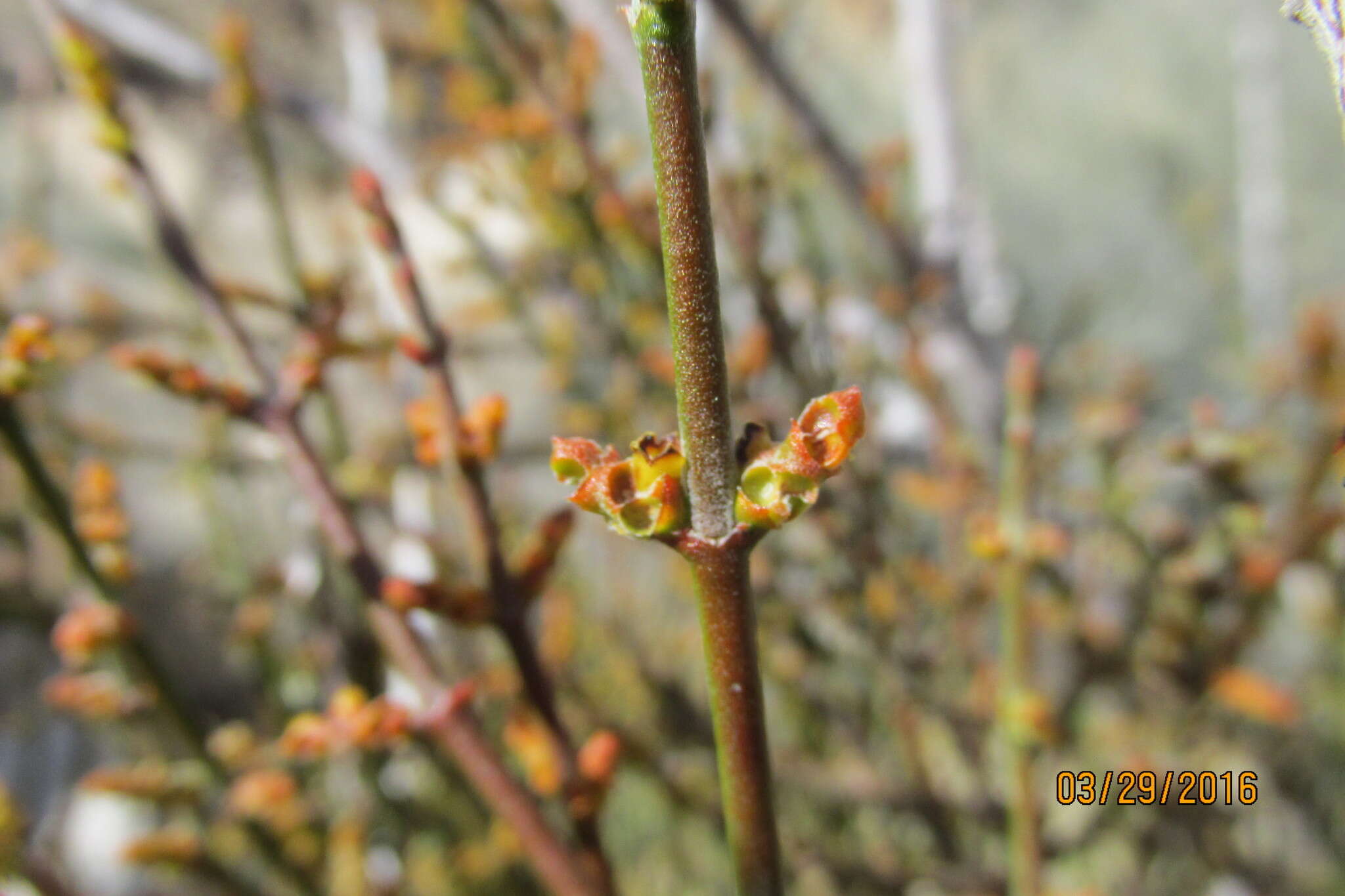 Image of mesquite mistletoe