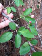 Image of southern crab apple