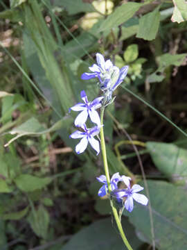 Image of Lobelia gruina Cav.