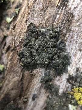 Image of Shadow-crust lichens