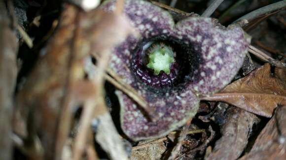 Image de Hexastylis shuttleworthii (Britten & Baker) Small