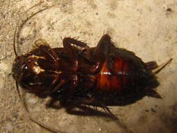 Image of Yamato Cockroach