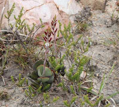 Image of Adromischus sphenophyllus C. A. Smith