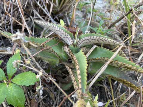 Image of devil's backbone