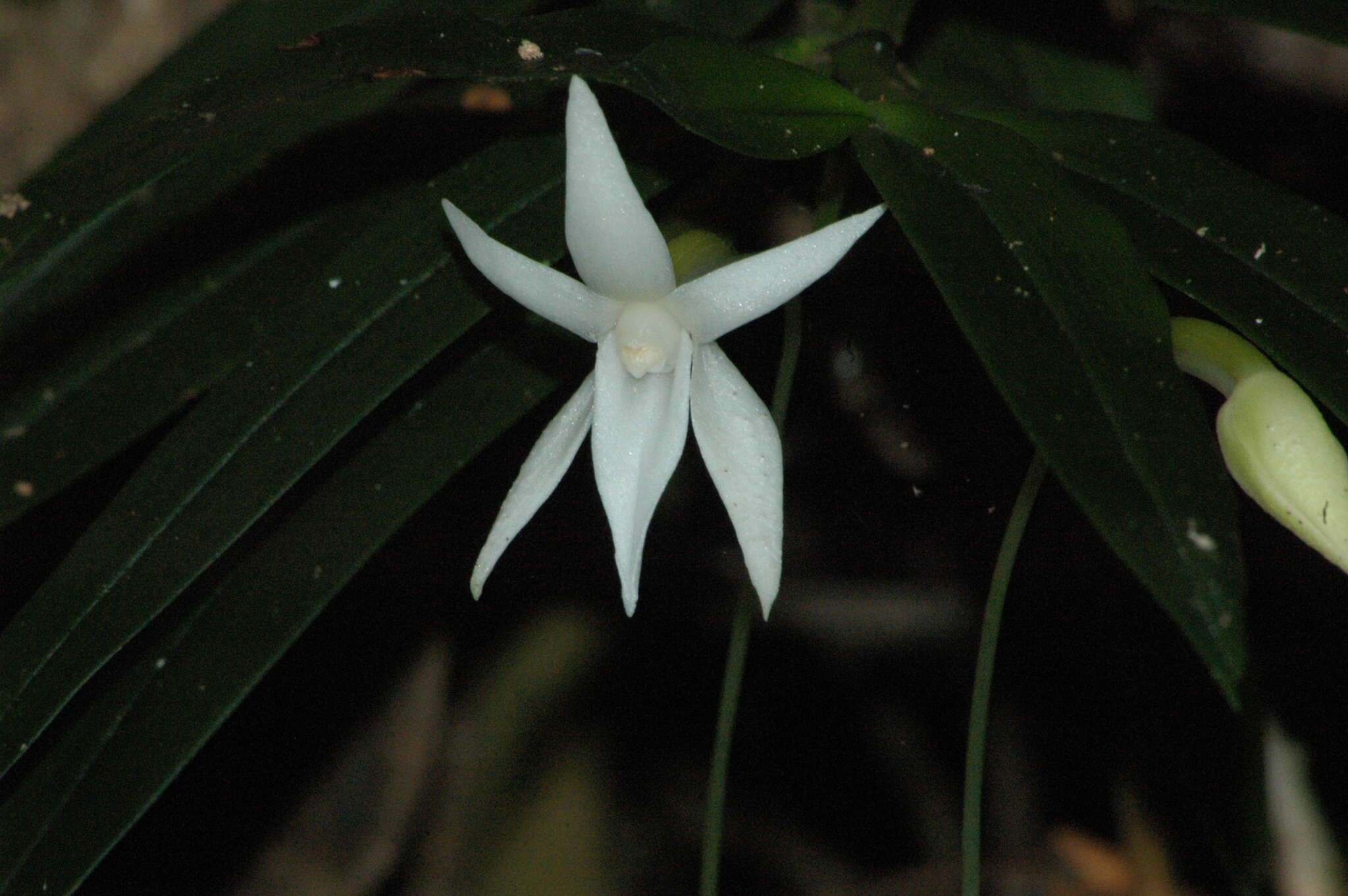 Image de Angraecum mauritianum (Poir.) Frapp.