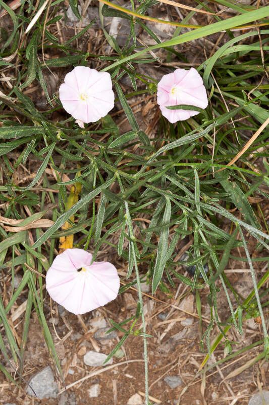 Convolvulus cantabrica L.的圖片