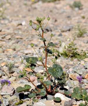 Imagem de Eremalche rotundifolia (A. Gray) Greene