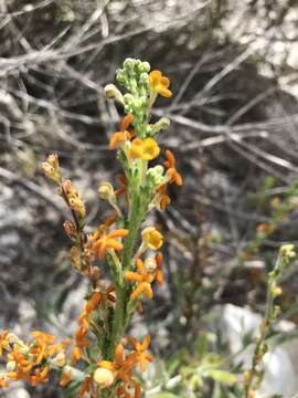 Image of Manulea rubra (Berg.) L. fil.