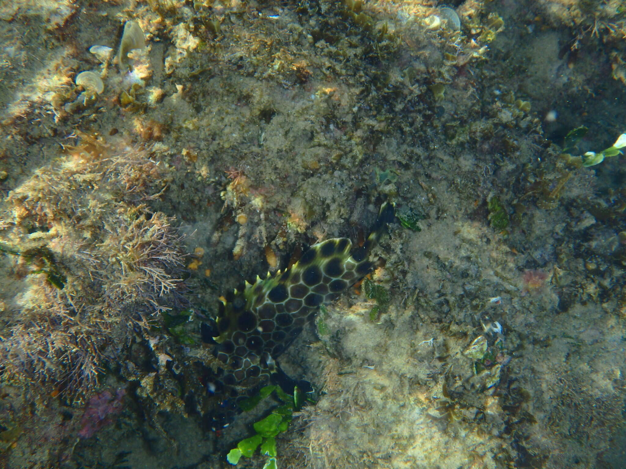 Слика од Epinephelus macrospilos (Bleeker 1855)