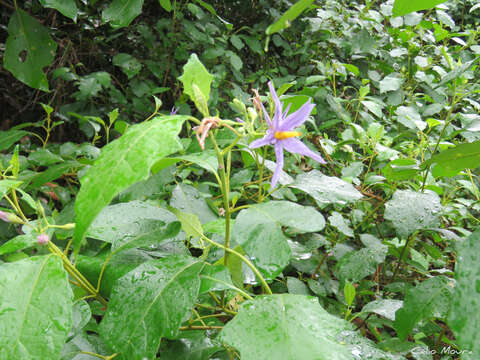 Слика од Solanum paludosum Moric.