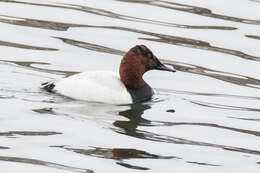 Image of Canvasback