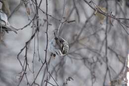 Image of Arctic Redpoll