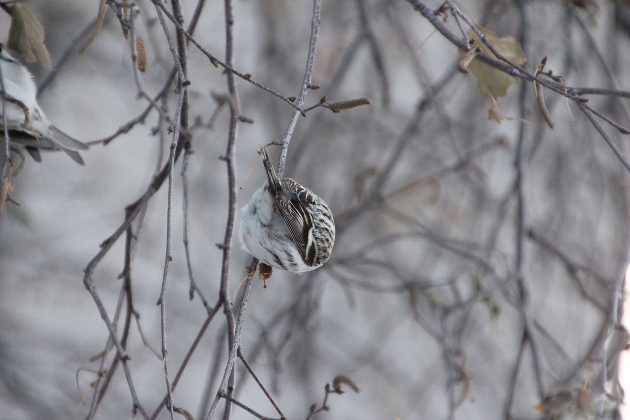 Image of Arctic Redpoll