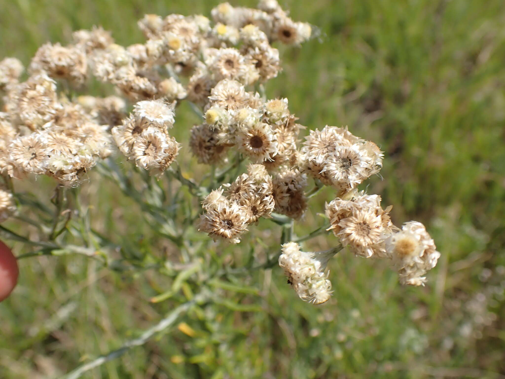 Слика од Pseudognaphalium oligandrum (DC.) O. M. Hilliard & B. L. Burtt