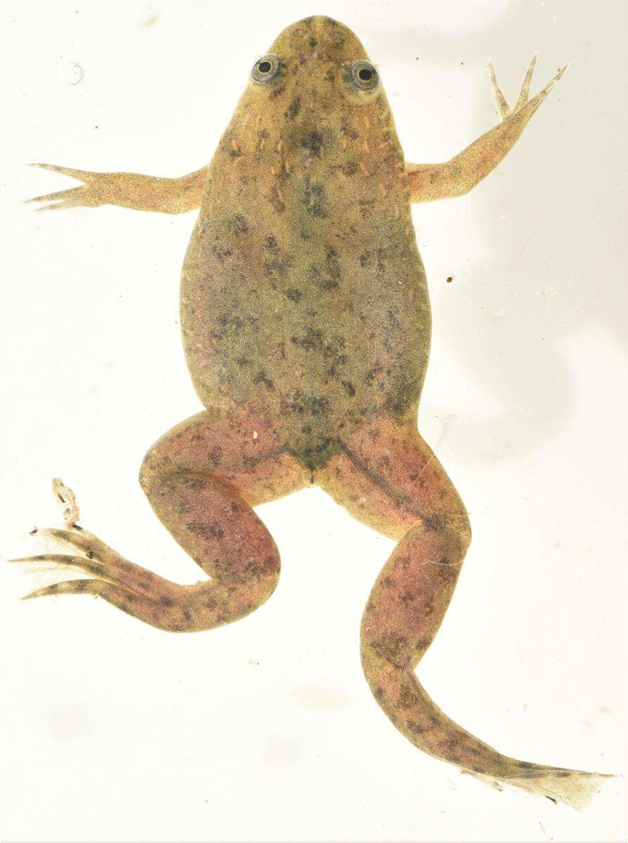 Imagem de Xenopus victorianus Ahl 1924