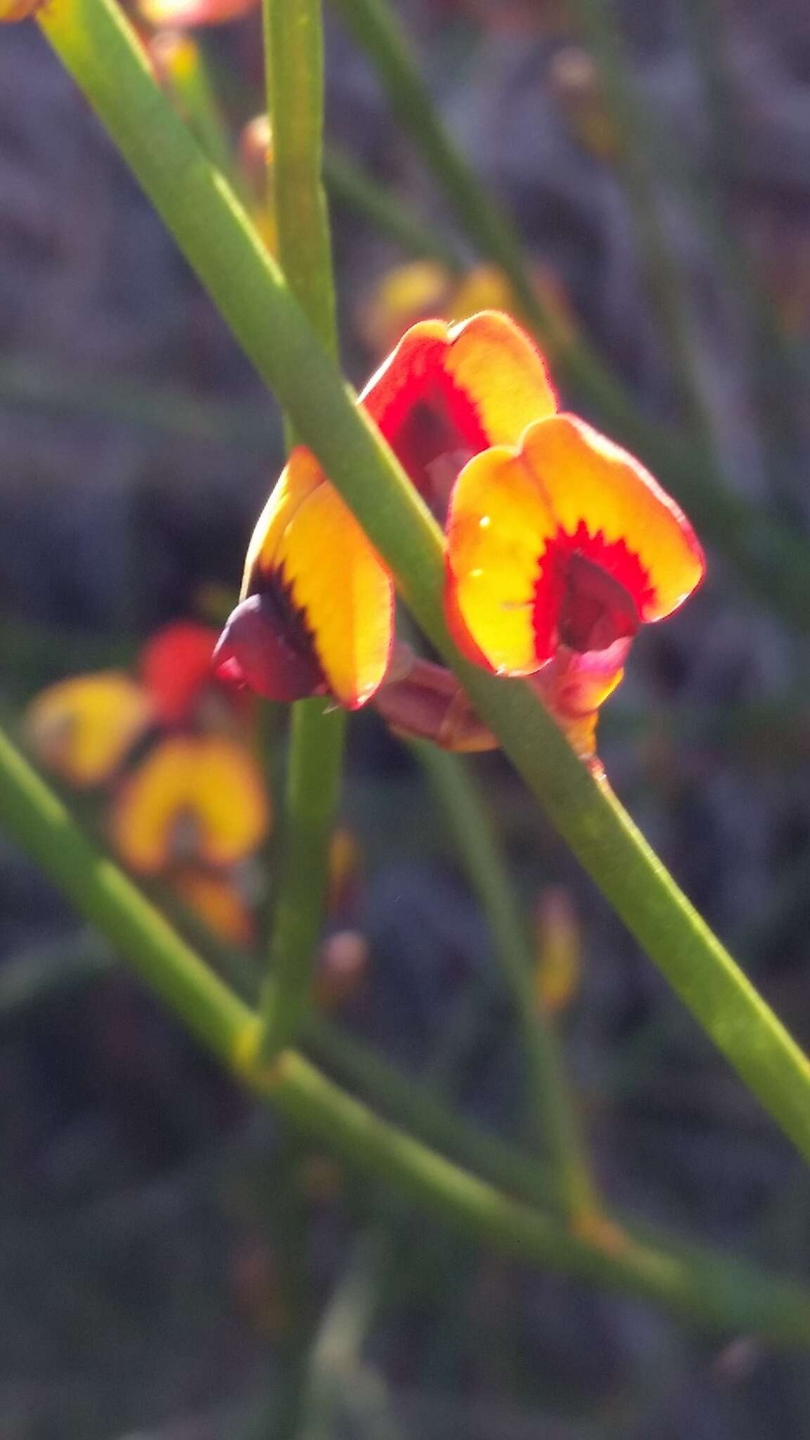 Daviesia triflora Crisp resmi