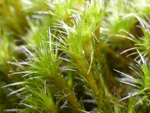 Image of campylopus moss