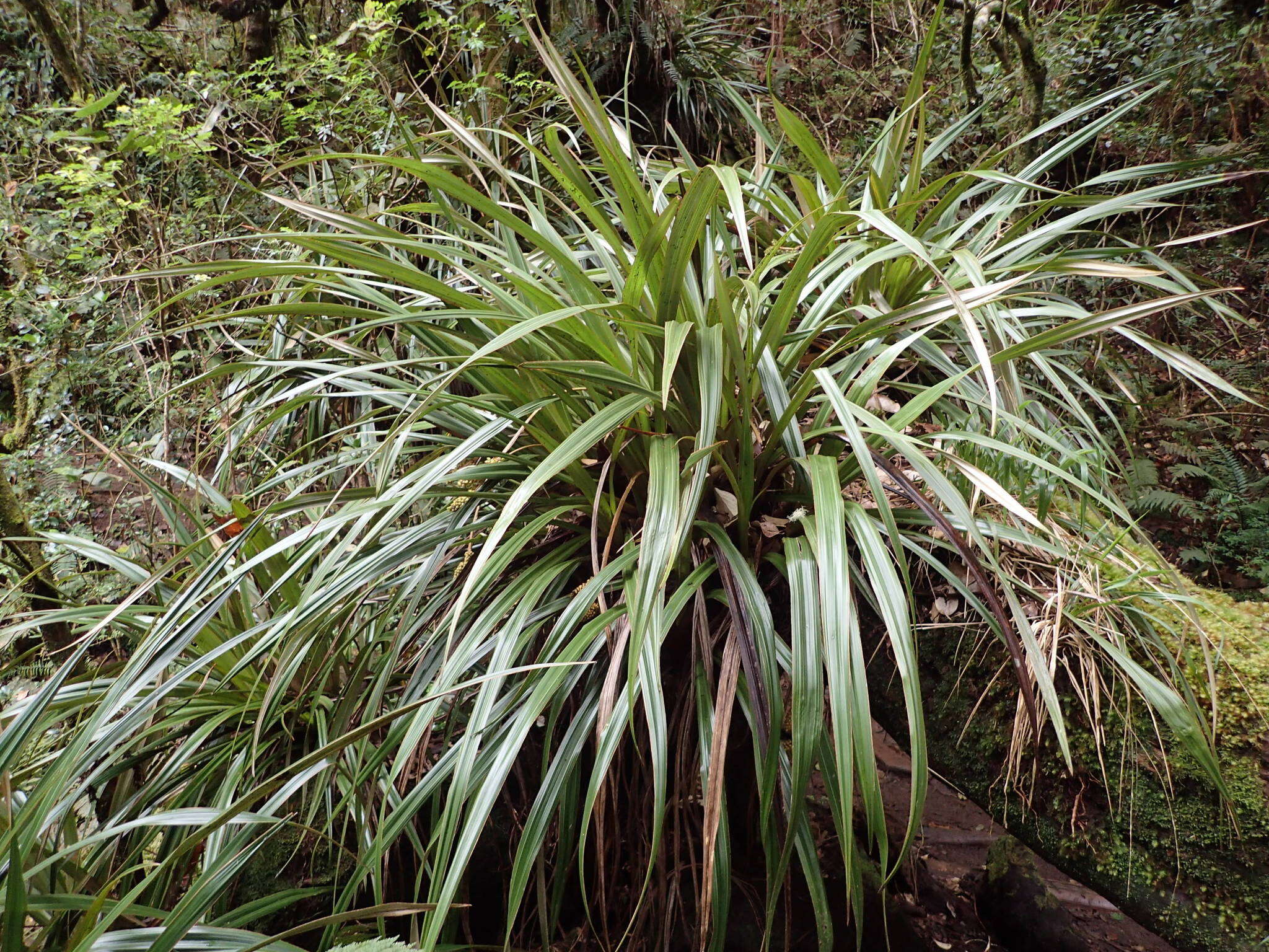 Astelia hemichrysa (Lam.) Kunth resmi