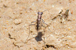 Image of White-cloaked Tiger Beetle